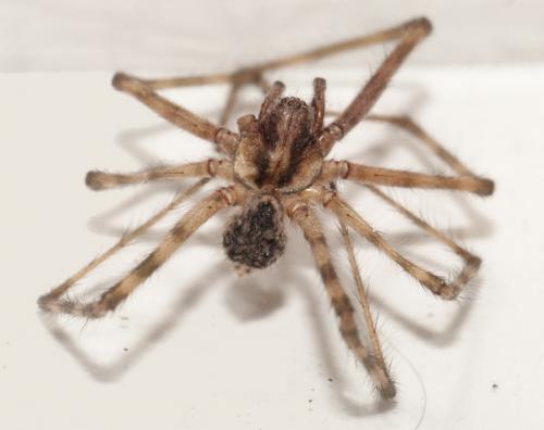 Tegenaria parietina